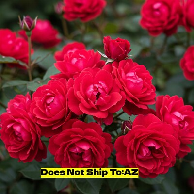Double Knock Out Rose 1 Gallon Outdoor Flowering Rosa Radtko Garden Plant