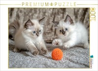 Calvendo Puzzle Pure Playfulness | 1000 Pieces, Finished Size 25.2 × 18.9 In (64