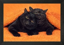 Two Brown Kittens Lying To Framed Wall Art Poster Canvas Print Picture
