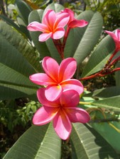 Pink Flowers Live Plumeria 3 Pcs Fresh Cutting Ready To Plant approx 8"-10" each