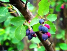 100 Saskatoon Serviceberry Seeds for Planting Amelanchier alnifolia