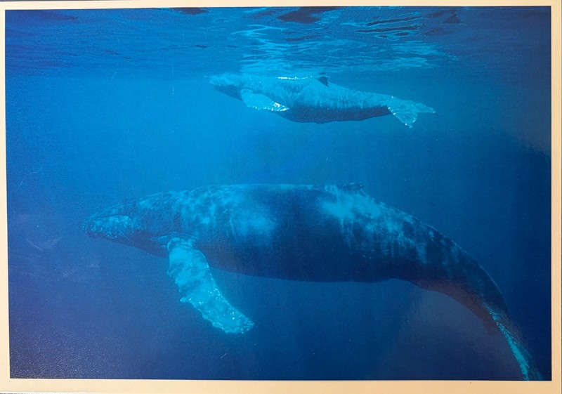Humpback Whales Mother and Calf -  Hawaii 1985. -  Postcard