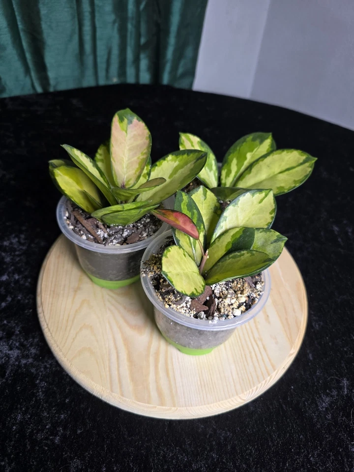 Hoya australis lisa - Image 3 of 4