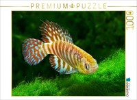 Calvendo Puzzle Hypsolebias Tocantinensis, Brasilien | 1000 Teile Lege-GrößE 64