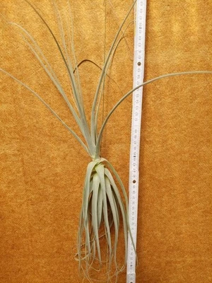 TILLANDSIE Tillandsia straminea, aufgebunden,