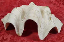 Large 9+ Pounds Genuine Ocean Fluted Giant Clam Shell Tridacna Gigas 16” X 10.5”