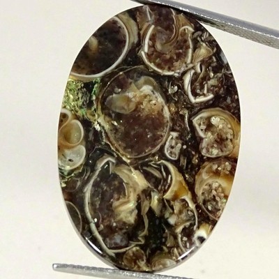 25.20Cts 100% Natural Best Tutela Fossil Oval Cabochon Gemstone 21X31X4MM