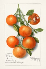 Orange Tree Branch Vintage Botanical Illustration Image on a Metal Sign / Plaque