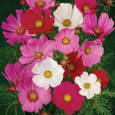 Cosmos LANDSCAPER'S PACK BULK Tall Mix Non-GMO USA Bippinatus 500 Seeds