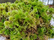 Fresh Live Sphagnum for Terrarium Vivarium Orchids Carnivorous 8"x10" Bag
