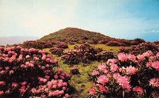 Roan Mountain NC Rhododendron Asheville Blue Ridge Mountains Vtg Postcard D29