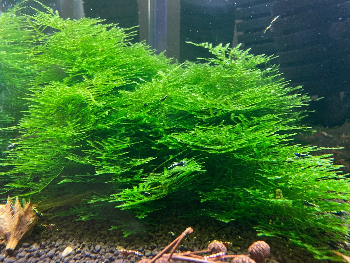 Vesicularia Sp. Anchor Moss - Live Submerged Freshwater Aquarium Plant |  eBay