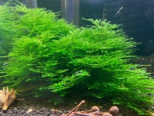 Vesicularia Sp. Anchor Moss - Live Submerged Freshwater Aquarium Plant
