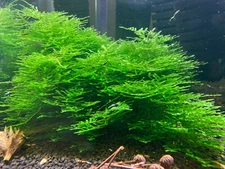 Vesicularia Sp. Anchor Moss - Live Submerged Freshwater Aquarium Plant