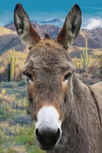 Hoffman Call Of The Wild Rusty the Donkey Cotton Quilt Panel 28 x 43" - Picture 1 of 1