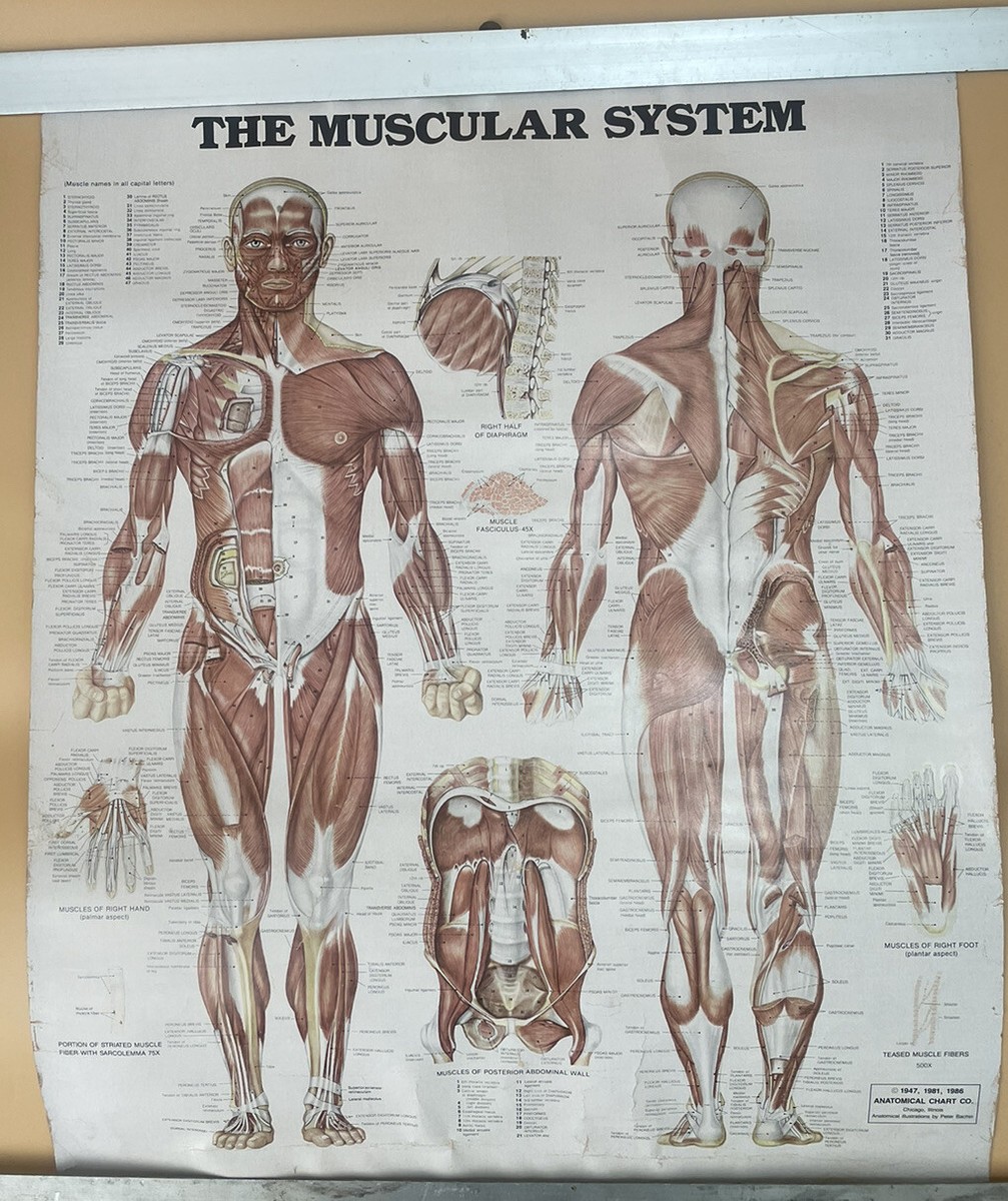 Vintage Medical Chart-The Muscular System-1986 Anatomical Chart Co