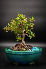 Dwarf Mini Cherry tree flowers and fruits you can eat