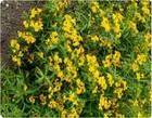 Herb - Mexican Tarragon Mint - Tagetes lucida - 800 seeds