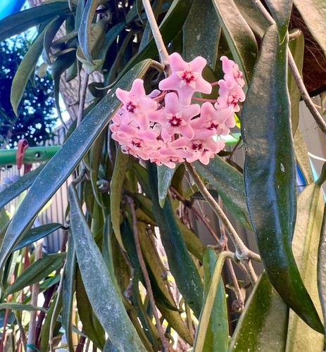 AU STOCK HOYA " MINIBELLE PINK" -PLANTS ROOTED SUCCULENT  18-24 - Foto 1 di 6