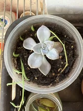 succulents live plants