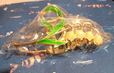 INSOWNI GOLD METAL HAIR CAWS CONVALIA
