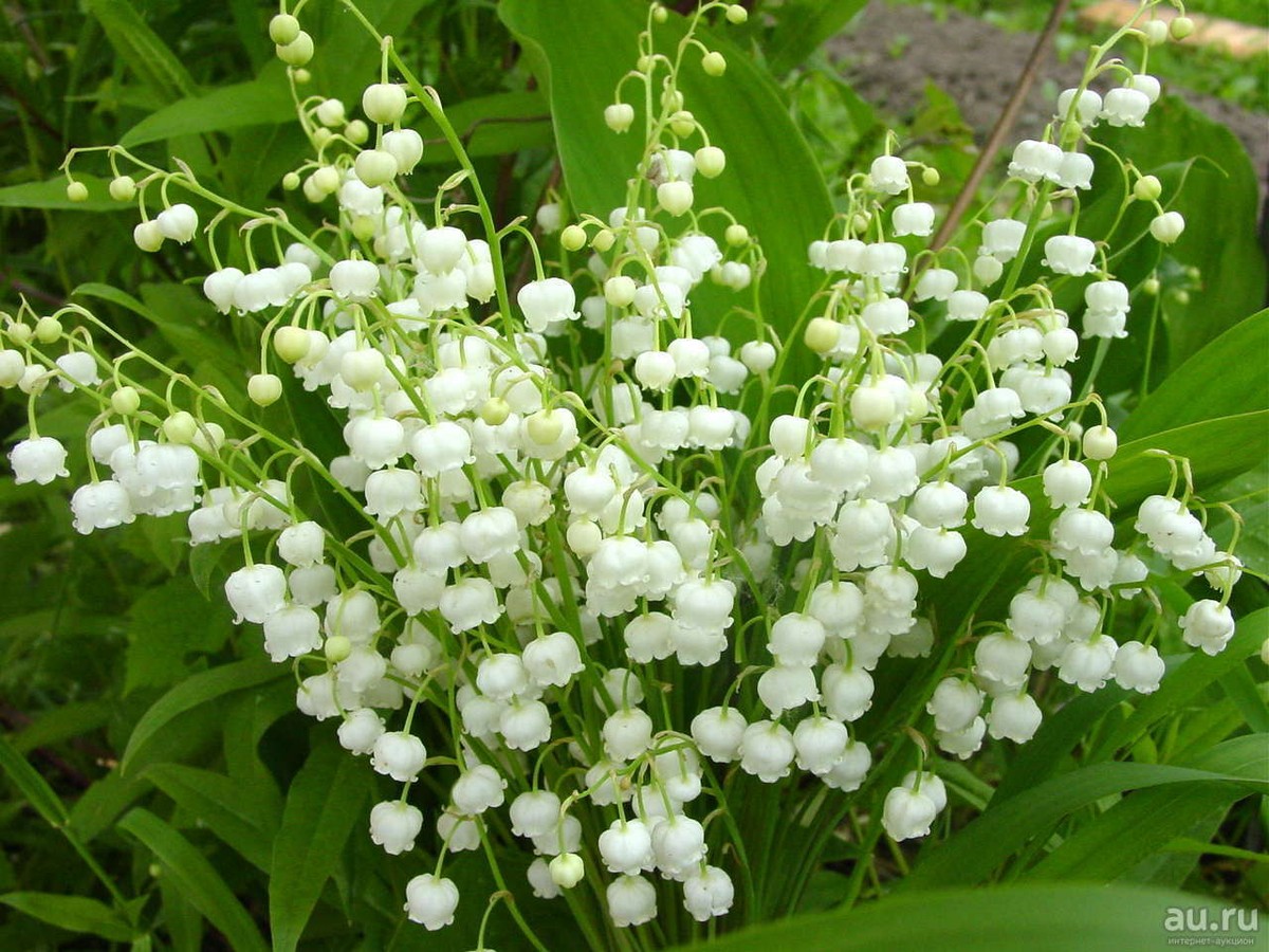blumentöpfe aus keramik Blumentopf klein – Quark-Öl-Teig Schneemänner – Frau main image 1