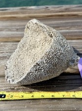 Natural Sea Sponge From Key West Coastal Beach Decor