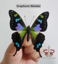 Butterfly specimen Graphium Weiskei,  Wings spread A1/A-, clear box packaging