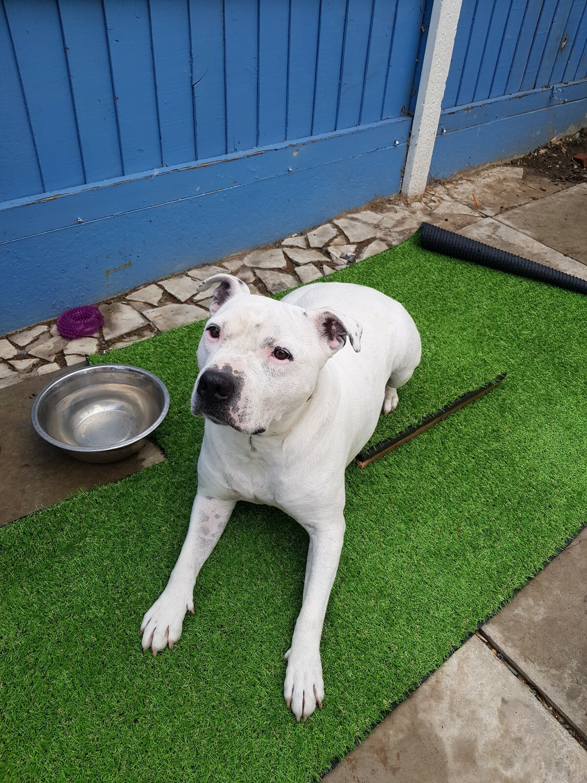 Homemade Dog Boundary Boards Puppy Training Obedience Dogs Placemats