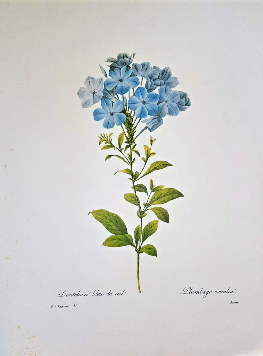 ルドゥーテ プルンバゴ「Plumbago caerulea」　額縁絵 ルドゥーテ プルンバゴ「Plumbago caerulea」 額縁絵 Pierre