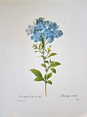 ルドゥーテ プルンバゴ「Plumbago caerulea」　額縁絵 Pierre Joseph Redoute Botanical Flowers PLUMBAGO CAERULEA