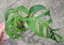 Esqueleto Monstera Large Mature
