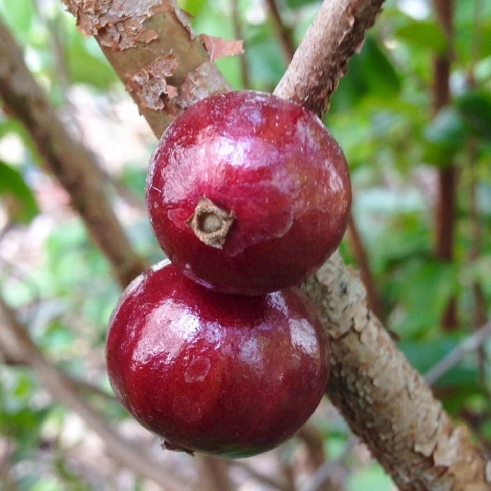 ~RED Hybrid Jaboticaba~ Plinia Pitrantha Dwarf Grape Fruit Tree 2 yrs old Plant - Image 4 of 4