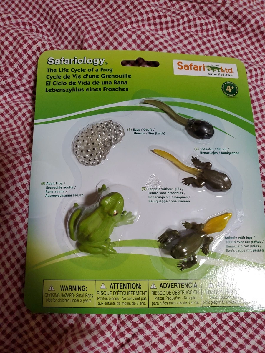 Safari ltd life cycle of hotsell a frog