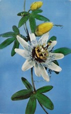 Passiflora Caerulea Glass Model Postcard Harvard Botanical Museum Blaschka 1923