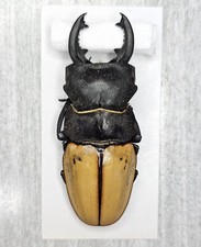 Odontolabis for collectors | large size | Collector's Secret