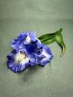 Avon Seasons In Bloom Blue Iris 1987 Porcelain Figurine 8"