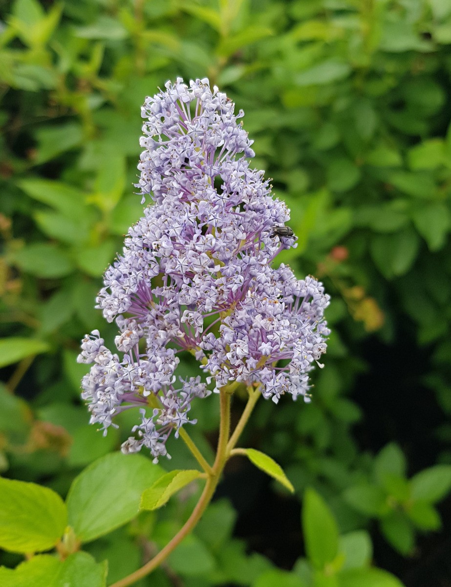 Ceanothus x delilianus Gloire de Versailles | Arbuste Haie Fleurie Conteneur
