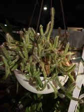 Strophocactus Testudo Dog Tail Cactus Live Succulent 2-3 6”-4” Rooted Pieces