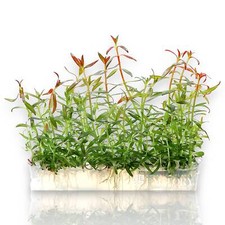 Ludwigia Arcuata Vitro Culture