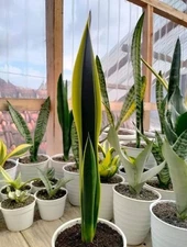 Sansevieria Lillian True Uniqe Snake Plant