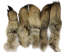 Coyote Tail