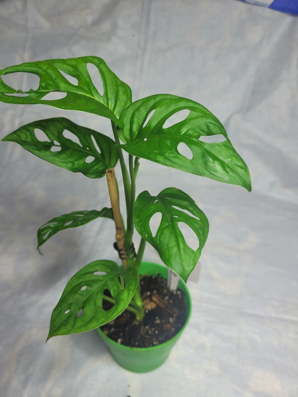Monstera Adansonii 'Swiss Cheese Plant' eBay