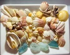 shell from japan Shells of kagoshima Natural materials from the sea
