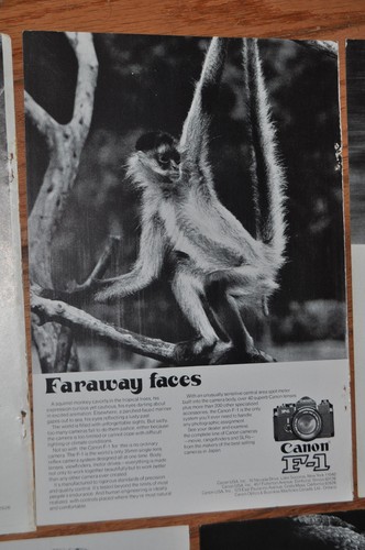 1974-75 CANON Camera advertisements x5, F-1 camera, animals, F1 race car - Foto 3 di 6
