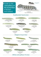 Guide To Caterpillars Of The Butterflies Of Britain And Ireland | Bebbington