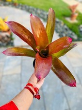 Neoregelia ‘Code Red’ 🌺 Robust Collector Bromeliad – Stunning Plant