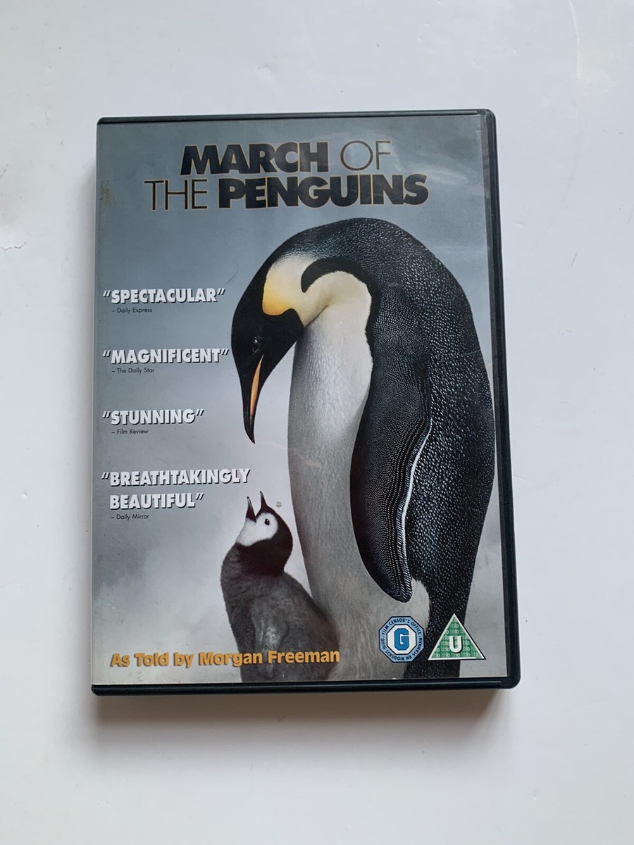 Penguins Images March Of New African Penguin Chick