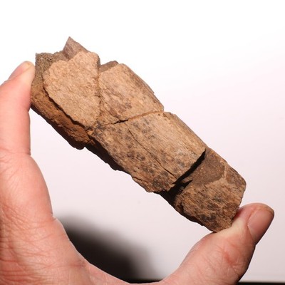 Dinosaur Rib Section - Authentic Fossil Hell Creek Formation Cretaceous - Nice