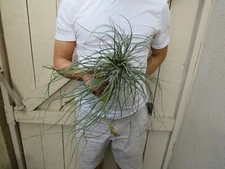 Tillandsia Butzii Air Plant Clump -X